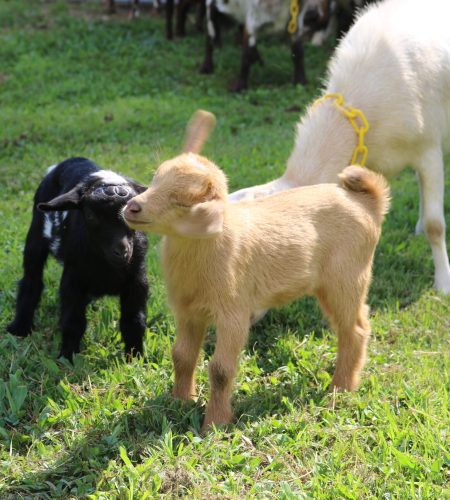 Baby Goat Swinging Ears