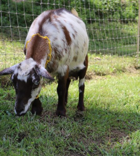 Goat eating Grass