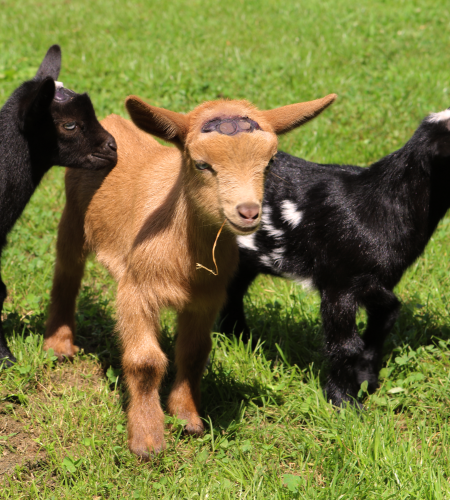 man kneeling by baby goats